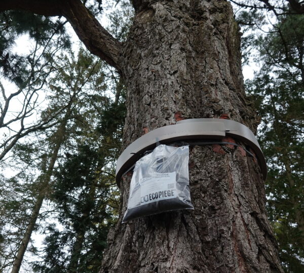 Lire la suite à propos de l’article Des sacs accrochés aux arbres en Vendée