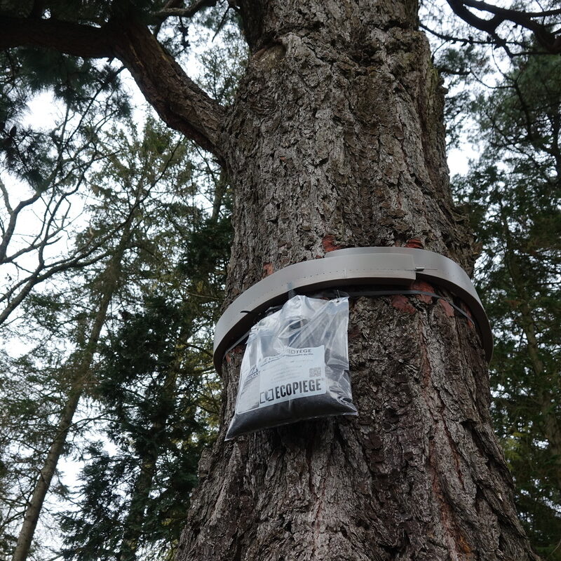 You are currently viewing Des sacs accrochés aux arbres en Vendée