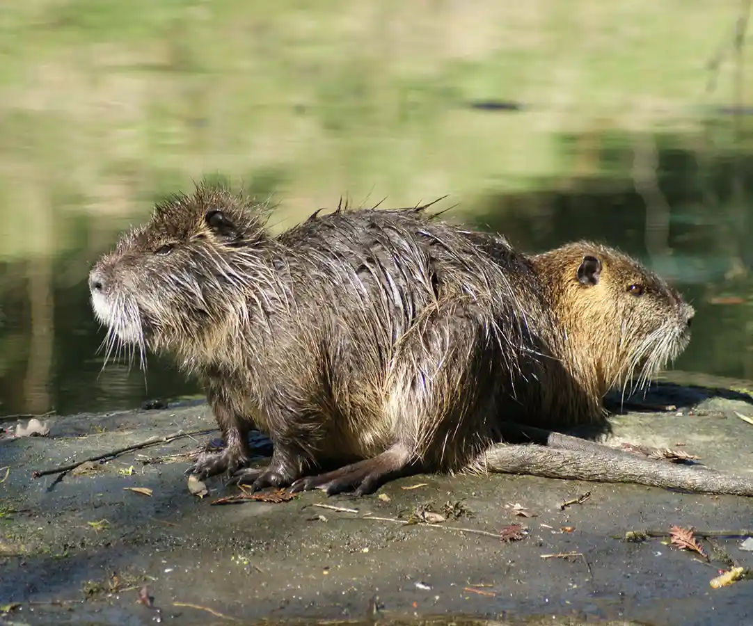 Lire la suite à propos de l’article PROJET IROSE : Des ragondins sentinelles pour surveiller l’exposome