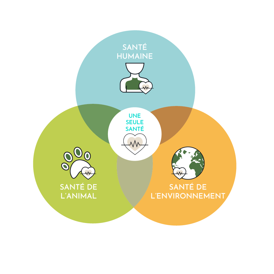 infographie de 3 cercles de couleurs avec iconographie représentant le concept ONE HEALTH